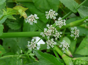 Apium nodiflorum